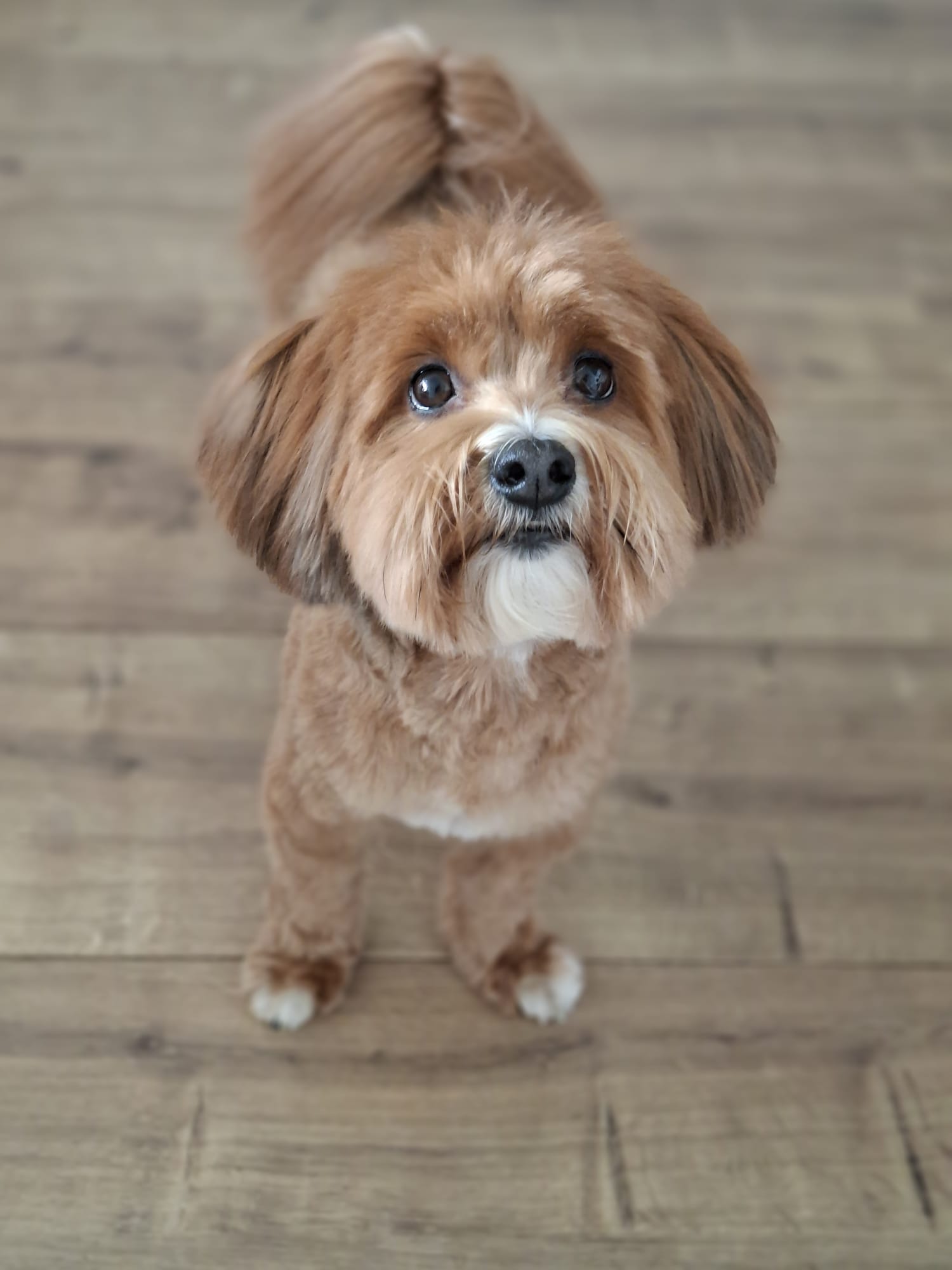 Een bruin met wit hondje kijkt omhoog na de trimbeurt